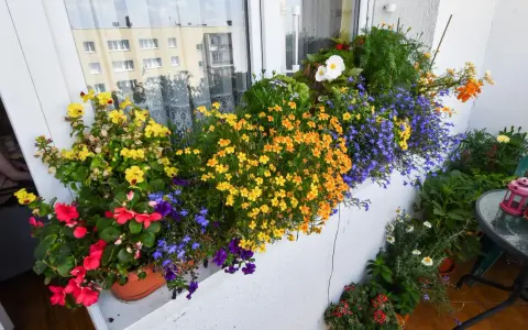 Kolorowe kwiaty na balkonie w kwietniu: żółte, pomarańczowe, czerwone i niebieskie. Idealne jakie kwiaty na balkon w kwietniu.