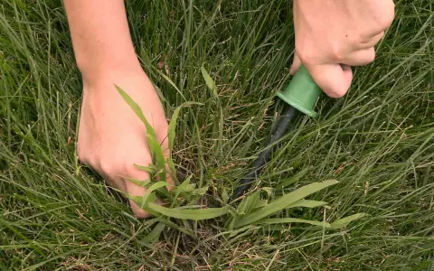 Hands pull a weed from a lawn, showing how to get rid of crabgrass by hand.