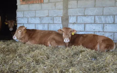 Ile kosztuje byk w skupie? Ceny, które zaskoczą hodowców