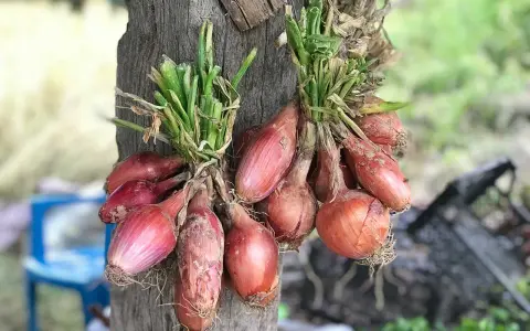 Deux bouquets d'échalotes rouges, prêtes à être arrachées, pendent sur un tronc d'arbre.