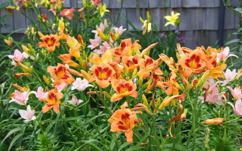 Vibrant orange and pink daylilies bloom. The best time to divide daylilies is after flowering, typically in late summer or early fall.