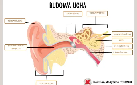 Schemat budowy ucha. Widoczna małżowina uszna, przewód słuchowy, ucho środkowe, wewnętrzne, ślimak i płatek ucha.