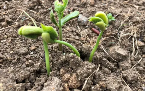 Jeunes pousses de haricots verts émergeant de la terre. Le succès du semer haricots verts est visible.
