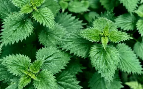 Feuilles d'ortie vertes et dentelées, prêtes pour l'utilisation du purin d'ortie au jardin.