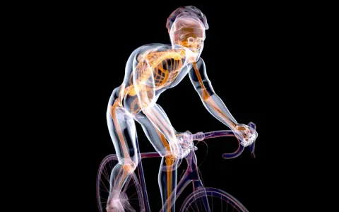 Przezroczysty rowerzysta pokazuje, jakie mięśnie pracują podczas jazdy na rowerze: nogi, pośladki i tułów.