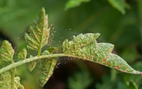Liście pomidora pokryte pajęczyną i drobnymi, pomarańczowymi roztoczami. Widać ślady żerowania, co sugeruje potrzebę zastosowania naturalny oprysk na przędziorka.