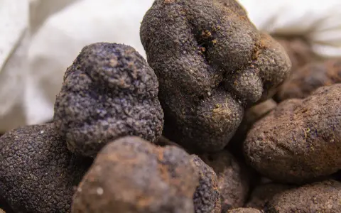 Unas trufas negras recién recolectadas, un tesoro subterráneo que define qué es trufa en España.