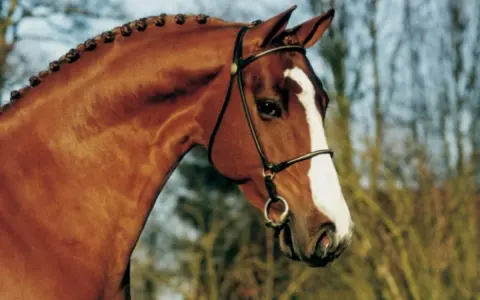 Le magnifique tangelo van de zuuthoeve, un cheval bai avec une crinière tressée, porte une bride élégante.