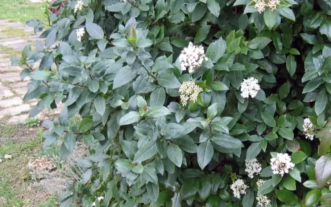 Un arbuste dense aux feuilles vertes foncées, parsemé de grappes de petites fleurs blanches. Un parfum subtil de laurier et de thym flotte dans l'air.