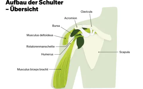 Anatomie der Schulter: Schulterblatt, Humerus, Rotatorenmanschette, Deltoideus, Bizeps. Hilfreich bei Schulterblatt Schmerzen.