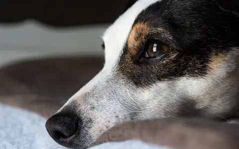Smutny jack russell długowłosy leży, patrząc w dal.