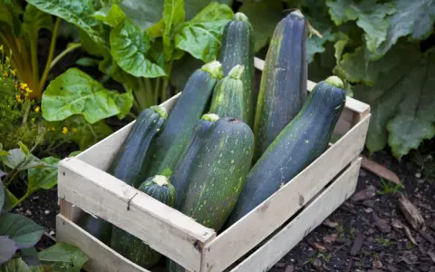 Une caisse en bois remplie de courgettes sombres et vertes, prêtes pour l'entretien. Des feuilles luxuriantes entourent la récolte.