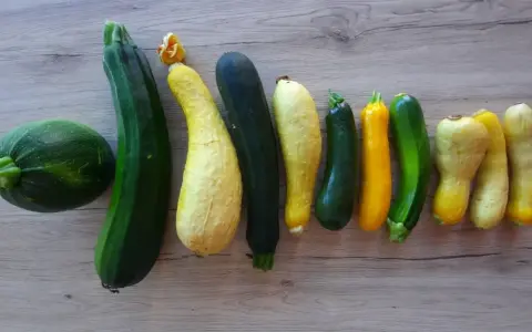 Une variété de courgette, du rond vert au long jaune, alignées sur un fond en bois.