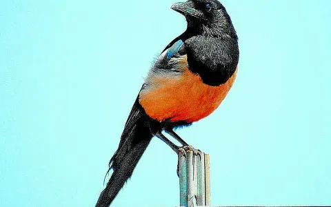 Pájaro urraca de plumaje negro y naranja brillante, posado sobre un poste contra un cielo azul claro.