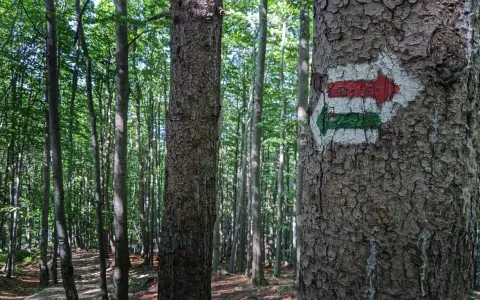 Strzałka szlaku turystycznego na drzewie w lesie. Czerwono-zielony znak wskazuje kierunek na szyndzielnia trasę.