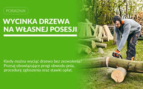 Mężczyzna w okularach i słuchawkach tnie piłą spalinową pień drzewa. Dowiedz się, jakie drzewo można ściąć bez pozwolenia na własnej posesji.