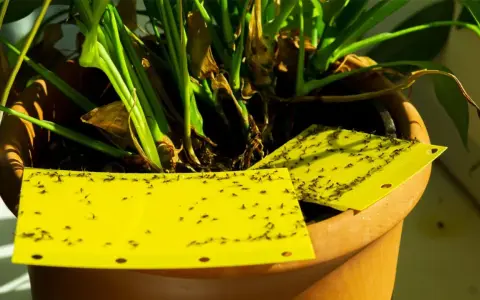 Trampas amarillas pegajosas cubiertas de moscas del sustrato, colocadas en una maceta con plantas.
