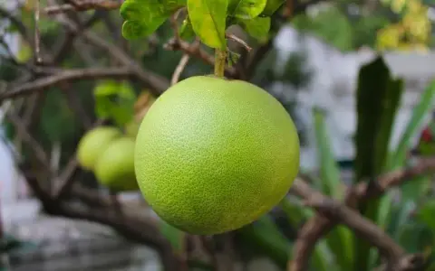 Czy pies może jeść pomelo? Potencjalne zagrożenia i alternatywy