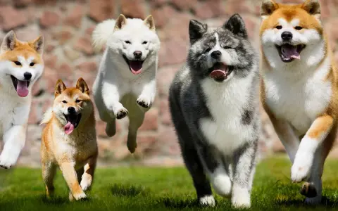 Cinq chiens de race japonaise, Akita Inu, courent joyeusement sur l'herbe.