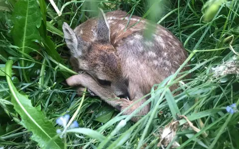 Un adorable faon, camouflé dans l'herbe verte, se repose paisiblement.