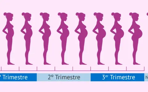 Siluetas moradas muestran la evolución del cuerpo de una mujer durante los meses de embarazo, desde el inicio hasta el nacimiento.