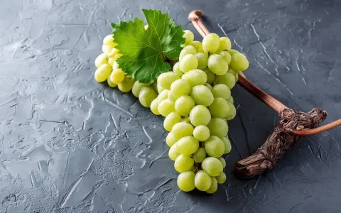 Grüne Trauben, die an einem Ast hängen, sind ein Beispiel für Chardonnay. Diese Rebsorte ist bekannt für ihre vielseitigen Weine.