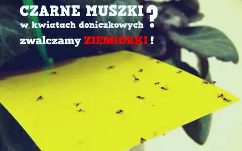Żółta pułapka na ziemiórki w doniczce, pełna czarnych muszek. Zwalczamy szkodniki w kwiatach!
