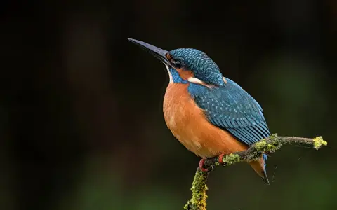 Un martin pescador pájaro, con plumaje azul y naranja, posa en una rama cubierta de musgo.