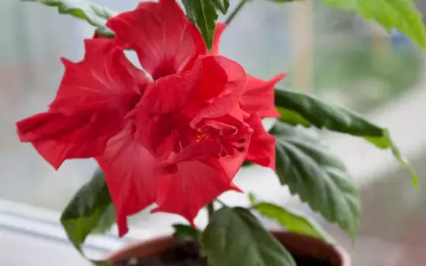 En vacker, röd hibiskus blomma med gröna blad i en kruka.