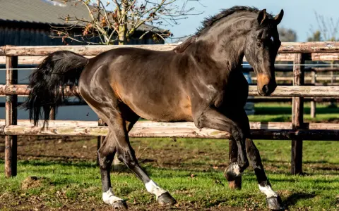 Un magnifique cheval noir, aux balzanes blanches, galope avec fougue près d'une clôture en bois. Il semble que ce kannan cheval soit prêt pour une course.