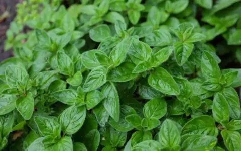 Gęste, zielone liście oregano, które mogą być częścią różnych odmian tej aromatycznej rośliny.