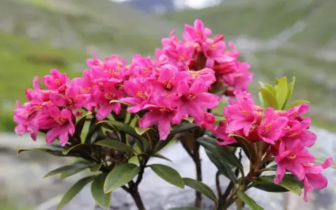 Piękne, różowe kwiaty rododendronów na tle górskiego krajobrazu. Idealny czas, kiedy przesadzać rododendrony, to wiosna lub jesień.