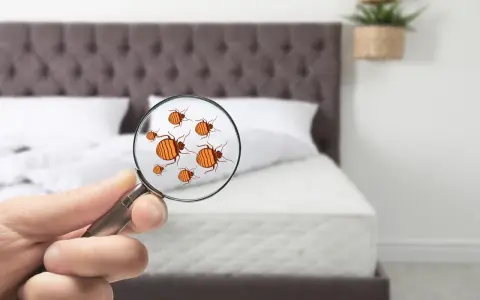 Lupa revela la presencia de un molesto chincha animal en la cama.