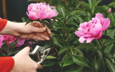 Hands prune pink peonies. This image shows when to cut back peonies for optimal bloom.