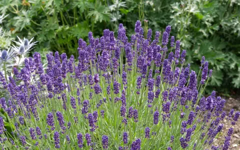 Un exuberante lavanda jardin con espigas moradas vibrantes y follaje verde.