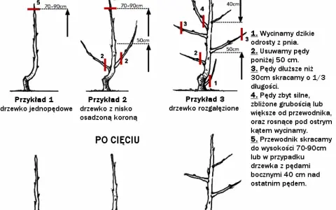 Cięcie drzew owocowych: kalendarz, techniki i błędy. Sad pełen plonów!
