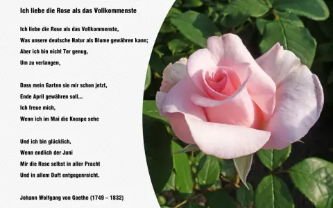 Eine zarte rosa Rose im Vordergrund, daneben ein Gedicht von Goethe.