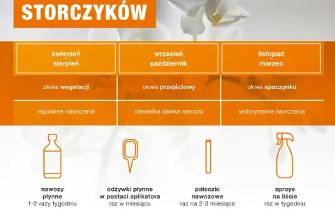 Tabela pokazuje, jak często podlewać storczyki w zależności od pory roku i fazy wzrostu. Odżywki płynne stosuj 1-2 razy tygodniu.