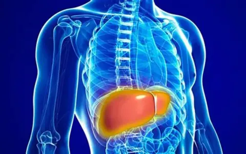 Anatomia wątroby, kluczowego organu odpowiedzialnego za metabolizm, w tym za poziom bilirubiny całkowitej.