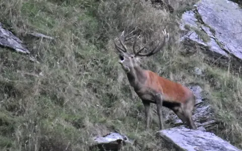 Un maestoso cervo con grandi corna emette un potente bramito su un pendio erboso e roccioso.