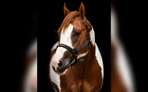 Magnifique étalon Paint Horse, robe alezan et blanc, portant un licol noir avec inscription dorée.