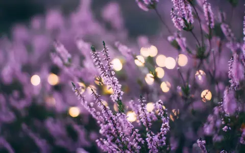 Flores de lavanda en flor con luces bokeh doradas. Consejos para el cuidado de la lavanda.