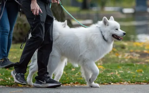 Biały samoyed, którego waga jest idealna, spaceruje z opiekunem po parku jesienią.