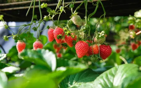 Röda jordgubbar hänger från plantan, redo att plockas. Perfekt jord till jordgubbar ger dessa läckra bär.