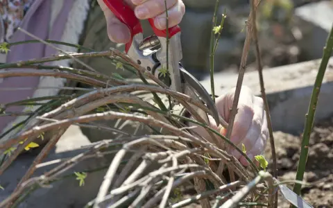 Hände mit Gartenschere beim Jasmin schneiden. Kleine grüne Triebe und braune Äste sind zu sehen.
