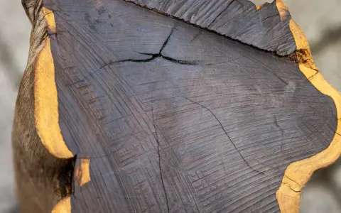 Sezione di legno scuro, quasi nero, con venature evidenti e una crepa centrale. Il bordo esterno è di colore giallo ocra. L'ebano, con il suo significato di preziosità e mistero, si rivela in questa texture.
