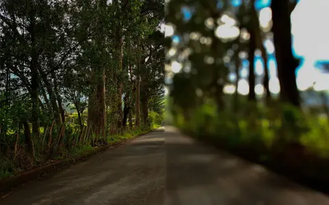 Strada alberata divisa: nitida a sinistra, sfocata a destra, come vedono i miopi.