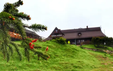Gałązka świerku z czerwonymi szyszkami na pierwszym planie. W tle, na zielonym wzgórzu, widać drewniane budynki schroniska pod Durbaszką.
