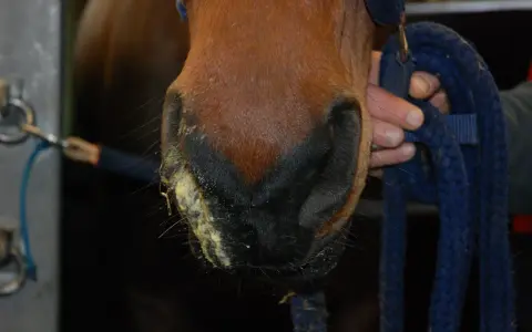 Pferd mit gelblichem Nasenausfluss, ein mögliches Symptom von Druse. Ein Halfter wird gehalten.