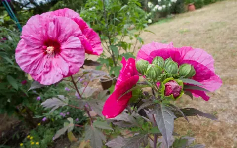 Piękne, różowe kwiaty hibiskusa bagiennego w pełni rozkwitu i pąki gotowe do otwarcia. Uprawa tej rośliny w ogrodzie to prawdziwa ozdoba.